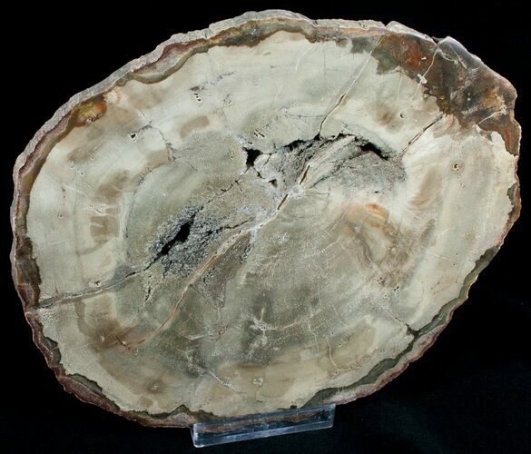 Araucaria Petrified Wood Slab - x #6786